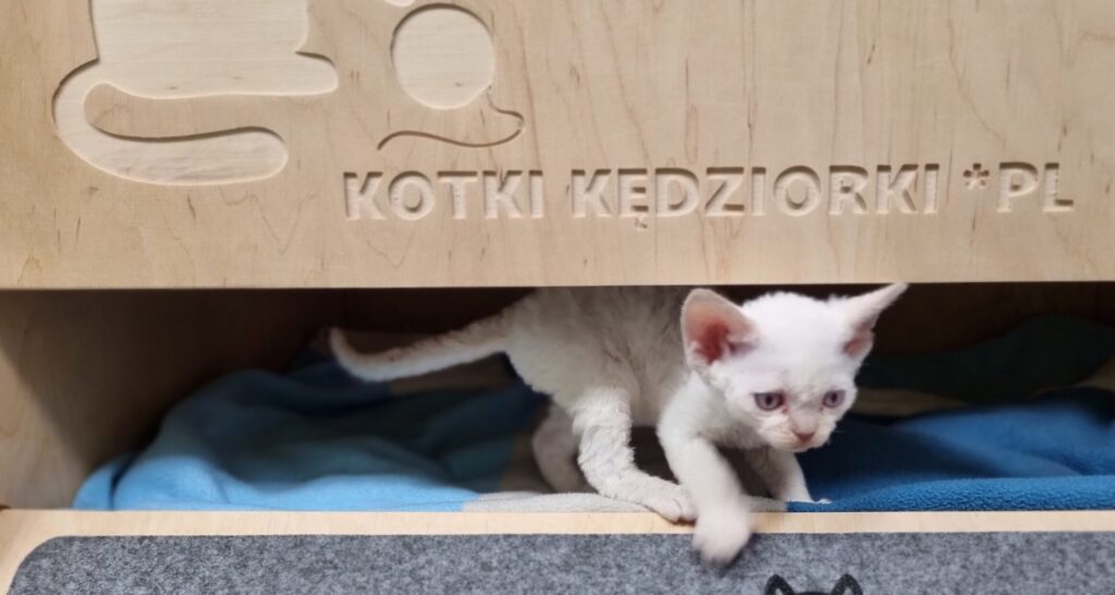 Hodowla kotów Devon Rex