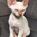 Renata Zbiec-Piekarska