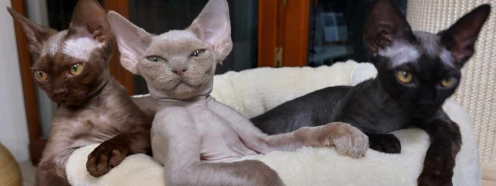 Socjalizacja kotów pełną parą