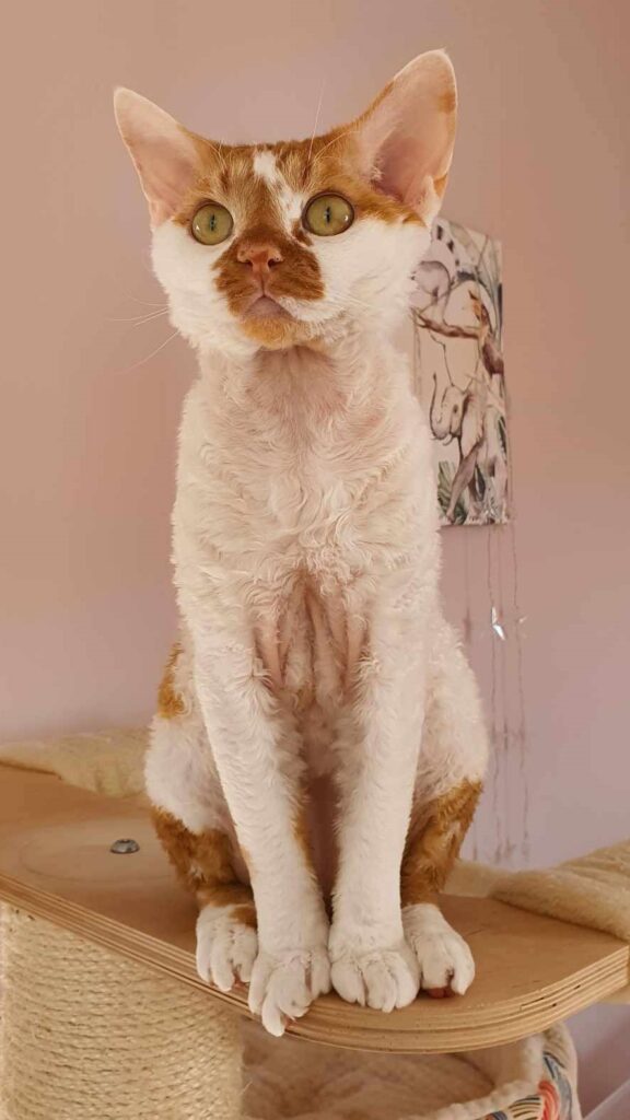 CH DAVINCI Z Grodu Łokietka*PL (DRX d 03) w hodowli Devoli*PL