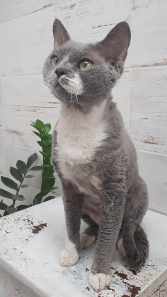 MORGOTH Szmaragdowa Igła*PL (DRX a 09) w hodowli Szmaragdowa Igła*PL