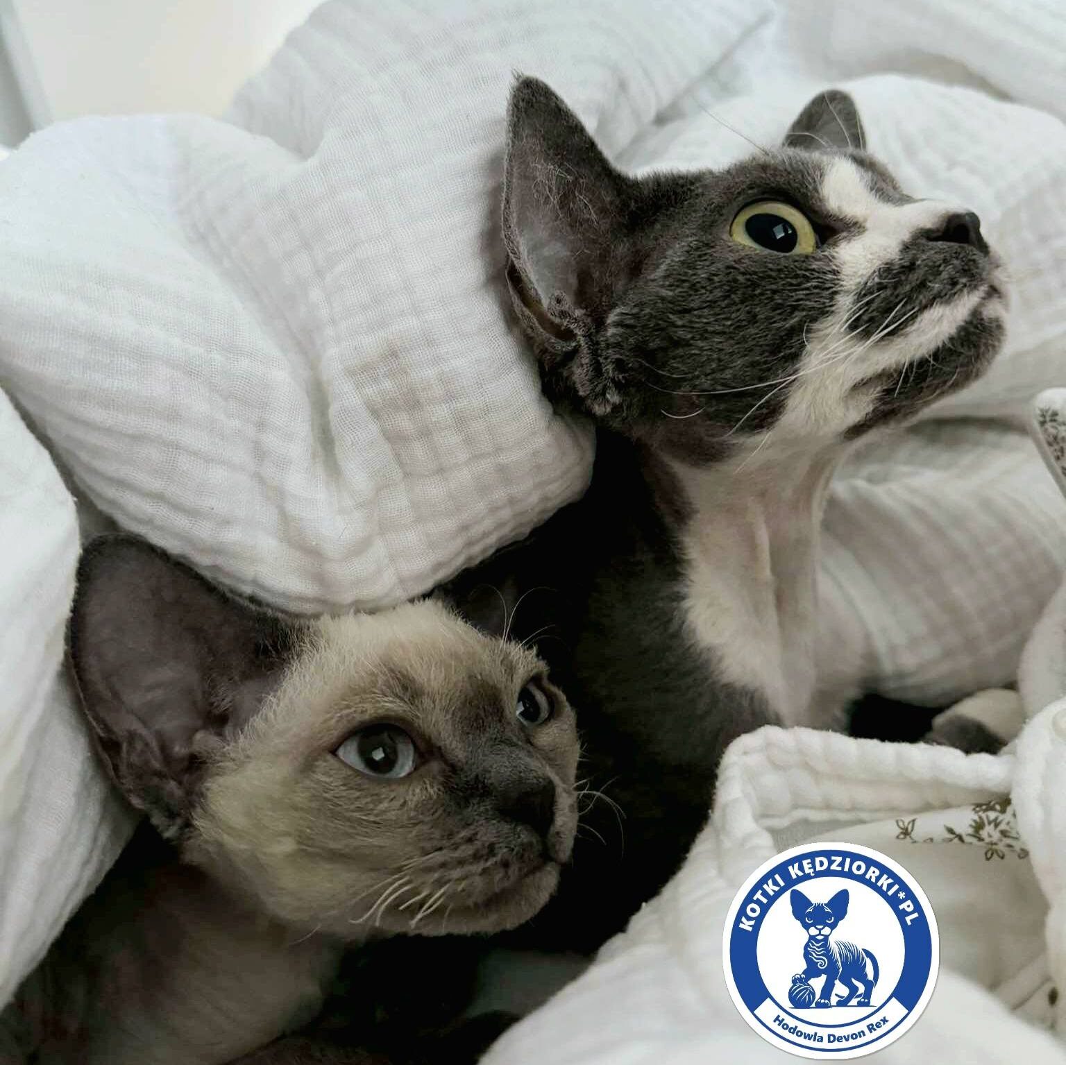 Może być zdjęciem przedstawiającym kot ragdoll i tekst