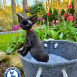 Katarzyna Derdzińska