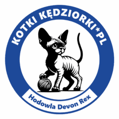 Kotki Kędziorki*PL